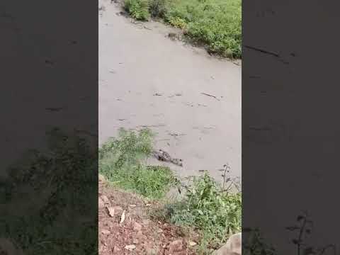 RÍO MISOA, MUNICIPIO BARALT ESTADO ZULIA.