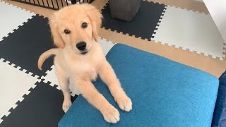 - Can he climb the sofa I tried the jumping power of Bisuke【Golden retriever puppy】