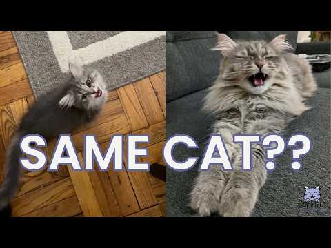 Siberian Cat Meow Evolution (Kitten to Now)