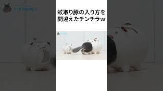 蚊取り豚の入り方を間違えたチンチラｗ #Shorts