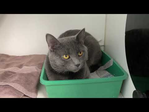 Torrey, an adopted Domestic Short Hair & Russian Blue Mix in Clifton, NJ_image-1