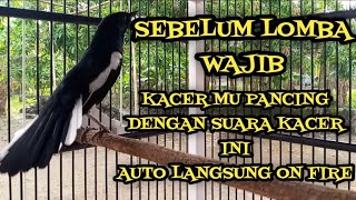Download lagu PANCINGAN KACER SEBELUM LOMBA mp3 Download lagu PANCINGAN KACER SEBELUM LOMBA mp3