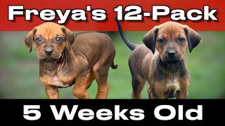 Video preview image #6 Labrador Retriever-Rhodesian Ridgeback Mix Puppy For Sale in FRESNO, CA, USA