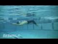 Backstroke - Underwater Dolphin - Size 
