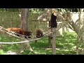 The Red Panda likes to eat apples with both hands