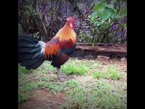 Funny rooster crowing