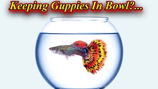 Guppy மீனை சிறிய தொட்டியில் வளர்க்க முடியுமா? Keep Guppy Fish In Small Bowl? / Fish Aquarium Tamil