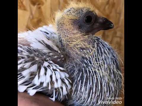 Pigeon Damascene / tauben Damascener / Istanbullu Güvercin /الحمام الدمشقي(بوظ)