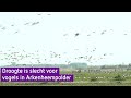 Weidevogels hebben dringend water nodig