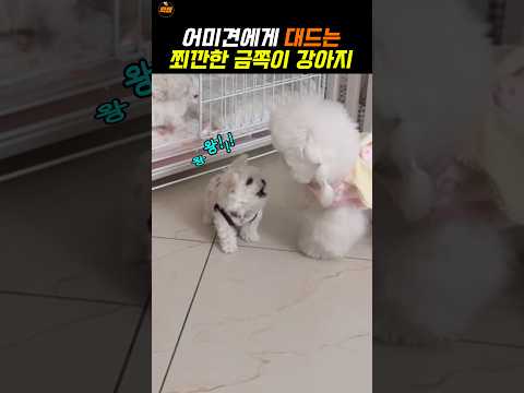 일춘기가 와버린 금쪽이 댕댕이