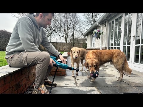 Golden Retrievers Love Water Until They Are Power Washed!!