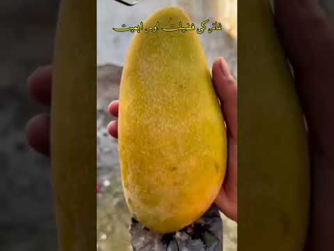 Namaz ki fazilat aur ahmiyat #hadees #youtubeshorts #shortsfeed #shorts #namazkiahmiyataurfazilat