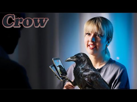 رونمایی از کلاغ واقعی🐦‍⬛