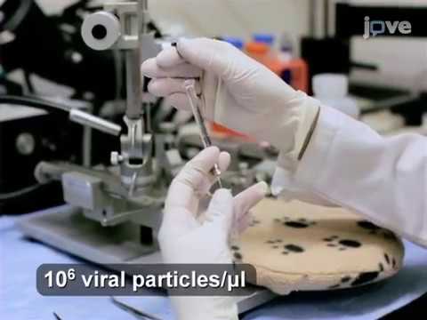 virus injection in mouse brain