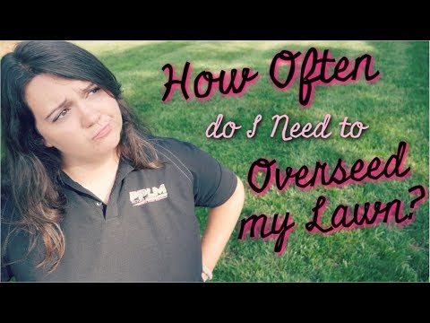 image-How long should you wait between overseeding?