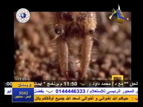 شواهد الحق في خلق النمل والبعوض (2/2)ا
