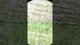 Download lagu headshot mp3