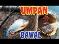 RACIKAN UMPAN MANCING BAWAL JOSSSS PELET ROYCO 33