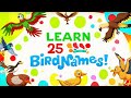 25 Bird Names For Kids With Spellings Picture Learning For Preschool Grade 1 Birds Kids Video