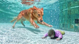 ANIMAIS HERÓIS QUE SALVARAM VIDAS HUMANAS