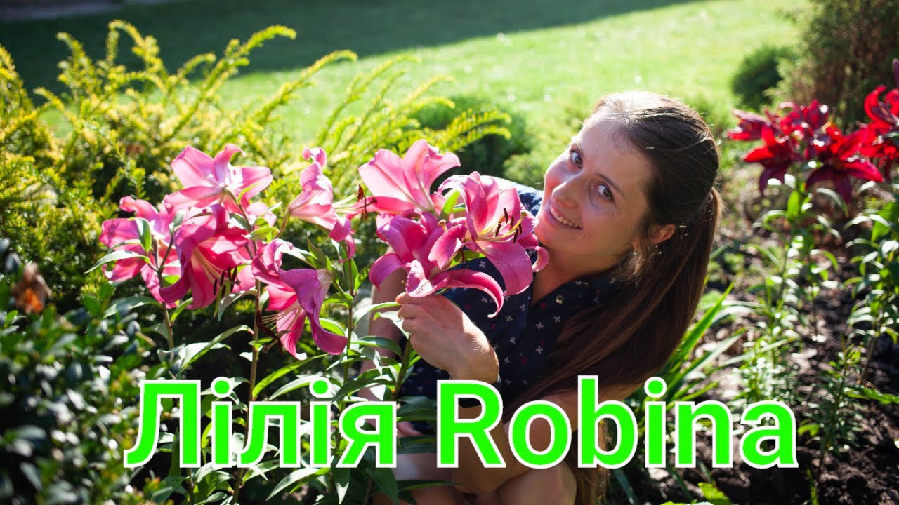 Лілія Robina