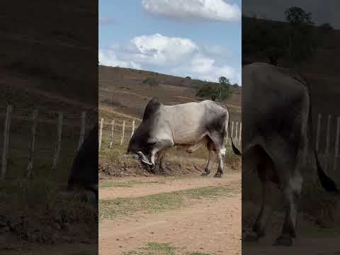 RACIONAL ALAGOINHA🏆 #shorts