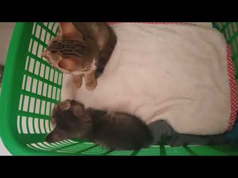 Kiittens 🐈🐅/our new lovely pet's 😘😘