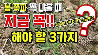 봄 쪽파 싹 나올때 지금 꼭 해야할 3가지 #쪽파농사