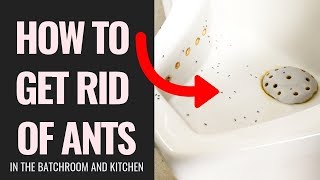 How to get rid of ants in the bathroom and kitchen