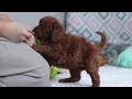 Goldendoodle dogs for sale: Chloe - Video 1