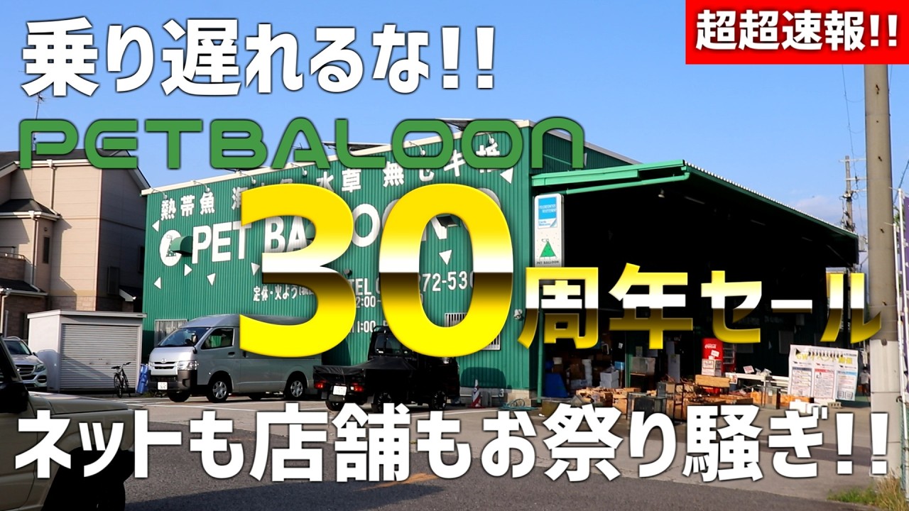 【急げ!!】90%OFF商品も！今日から開催のペットバルーン30周年セールがヤバイです。#802【アクアリウム】