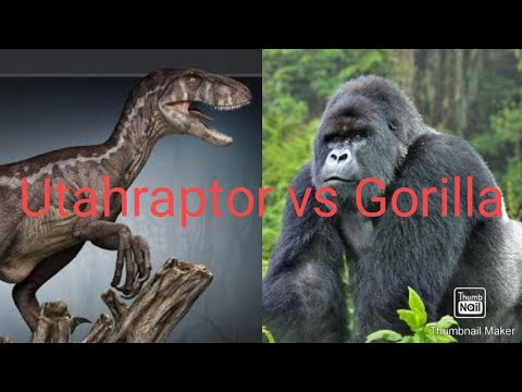Utahraptor vs Gorilla