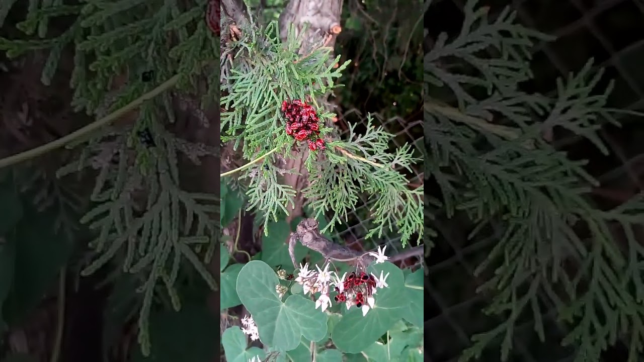 Клопы солдатики летом в Крыму Soldier bugs in Crimea summer #interesting #beautiful #nature #travel