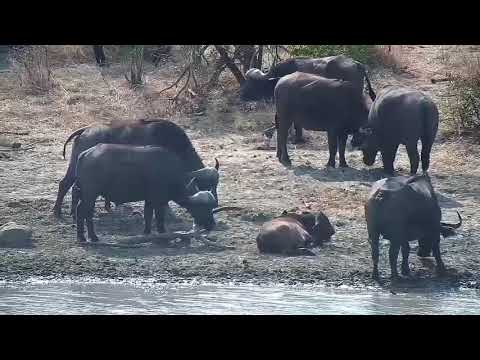 Djuma: Huge Buffalo herd comes to the dam-Pt:3 - 10:01 - 08/24/21