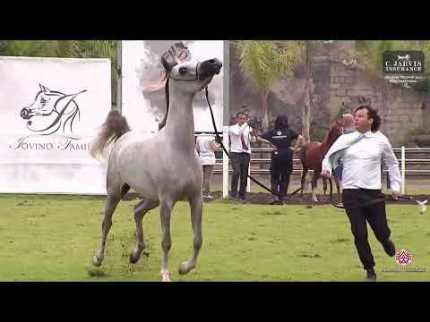 N 18 ELAFAAH MCA   Vesuvio Trophy 2023   International   Fillies 2 Years Old Class 2