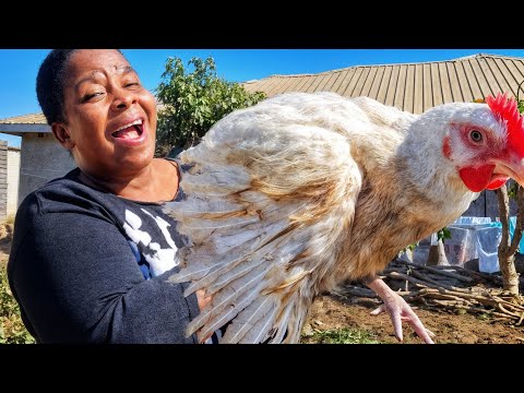 The best Zimbabwean chicken intestines recipe