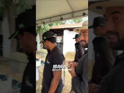 Conheça as Cabras Leiteiras de Ibaretama #shorts
