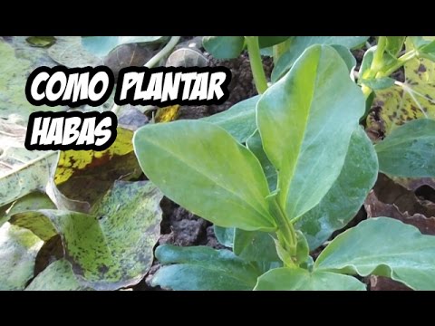 How to Plant Broad Beans in an Urban Garden | Ivan's Garden