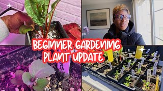 Beginner Gardening | Zone 6a Hardening Off | Indoor Cucumbers | Spring Garden 