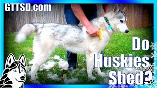 How much do Huskies SHED? | FURminator Siberian Husky