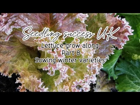 Winter Lettuce Growing Tips: Save Money and Skip Soggy Store-Bought
