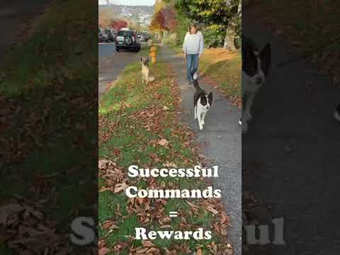 Seattle's Top Dog Trainer: 3 Tips for Training Your Reactive Doggo