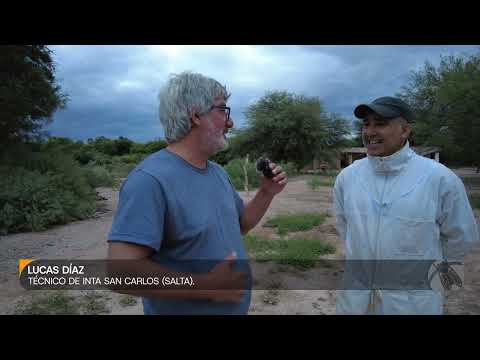 Lucas Díaz, técnico de INTA San Carlos (Salta)