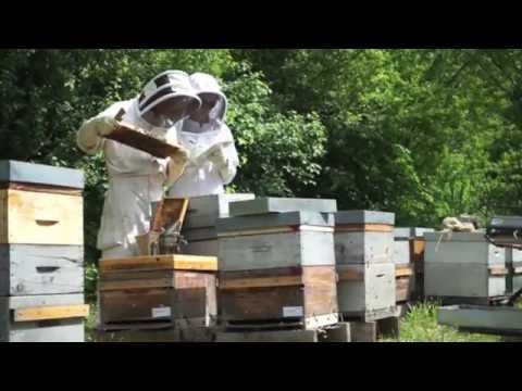 Abeilles Road - trailer