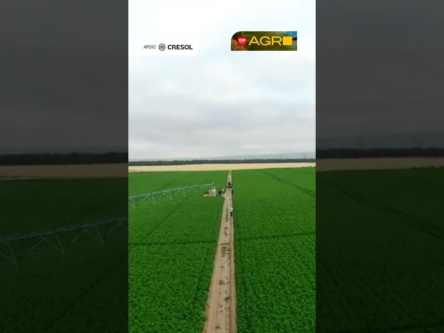 Último terço da compra de fertilizantes concentra risco para safra de soja