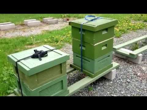 Förbered för drottningodling del 1 (3)