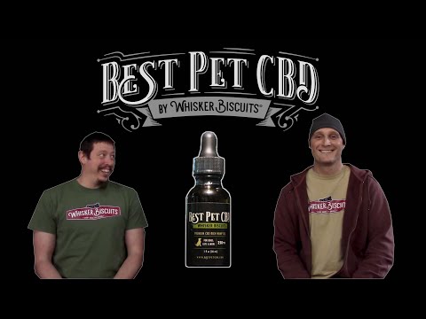 How Do I Give My Dog CBD? Quick guide to best methods.