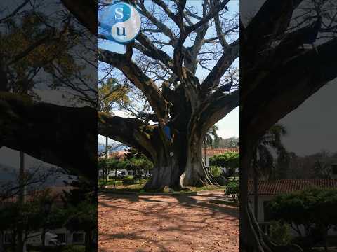 En este pueblo esta uno de los árboles más grandes #ceiba #santander #naturaleza #palmar