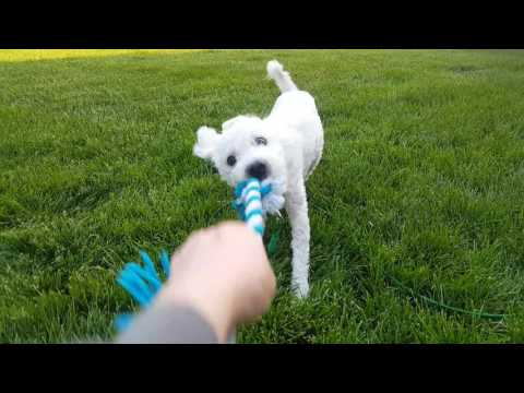 Rizzo, an adopted Poodle in Romeoville, IL_image-1