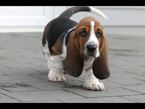 image-Can basset hounds be all black?